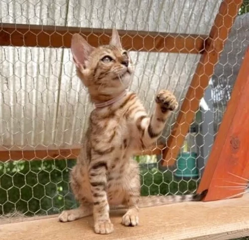 猫ちゃんさん専用 Amazon.co.jp: [SUMIKA] 電池式猫ちゃんおもちゃ「Cat'sbug