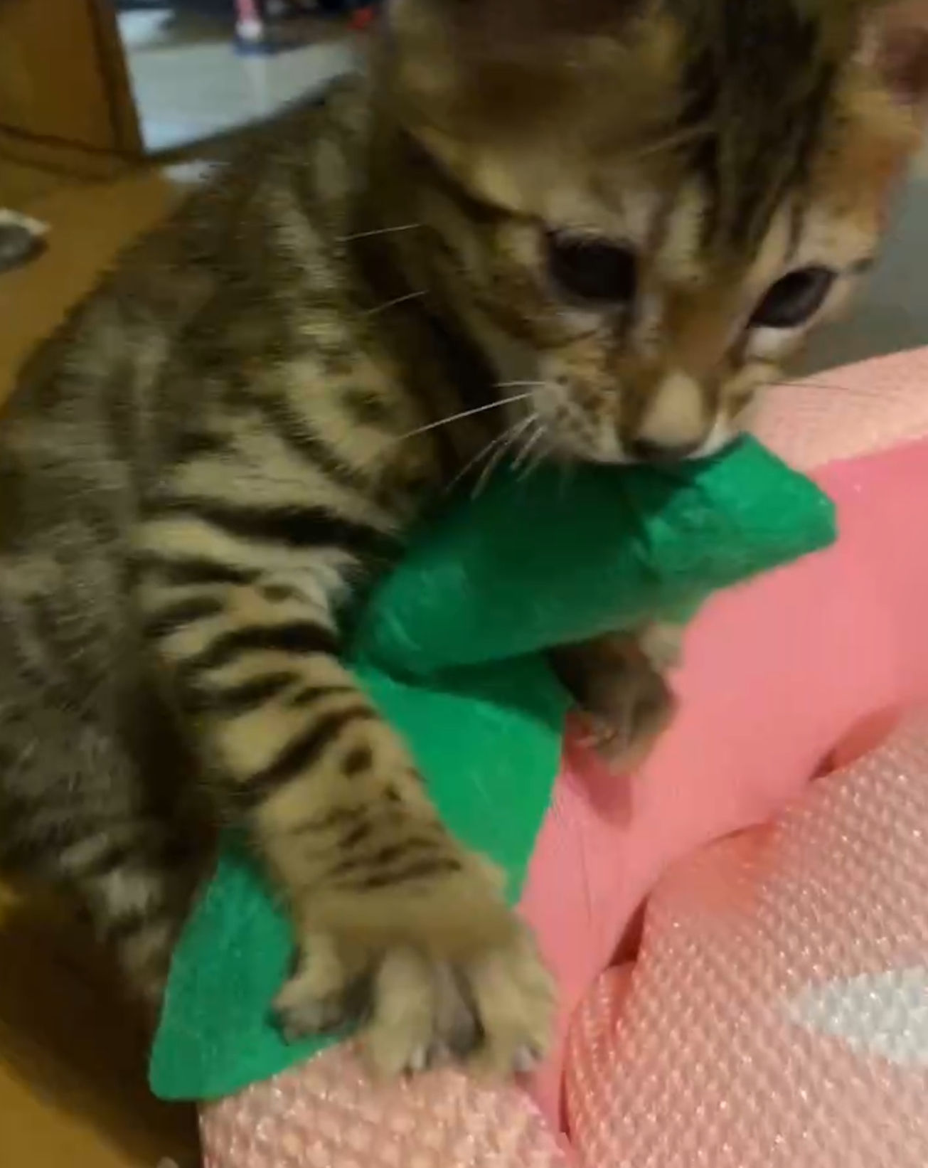 オレンジカウンティーちゃん♀23,12,18