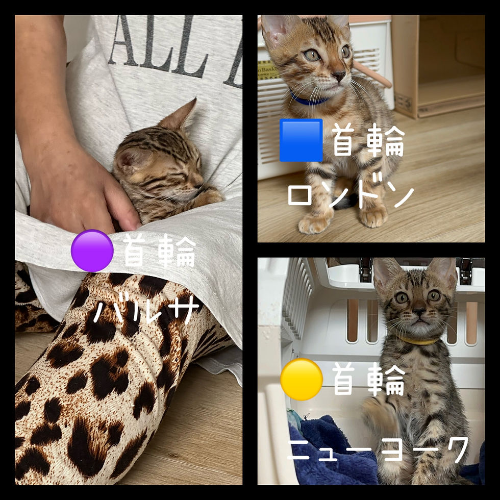 サムネイル： バルサちゃん♀R5.6.9生まれ