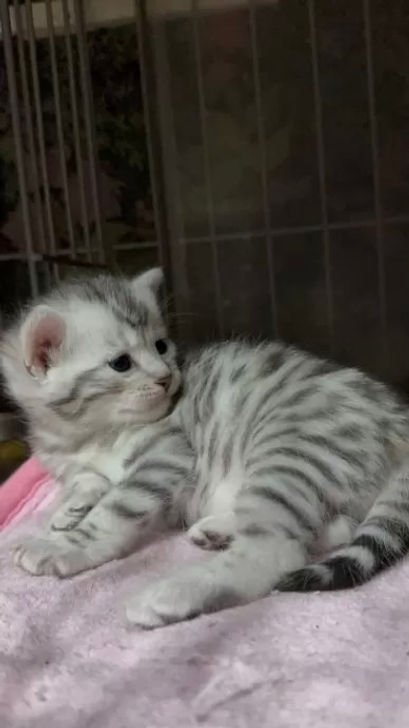 サムネイル： マシュマロくん♂25.2.2