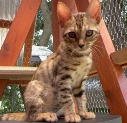 セドナちゃん♀25.4.4 | Nunucat Bengal Japan