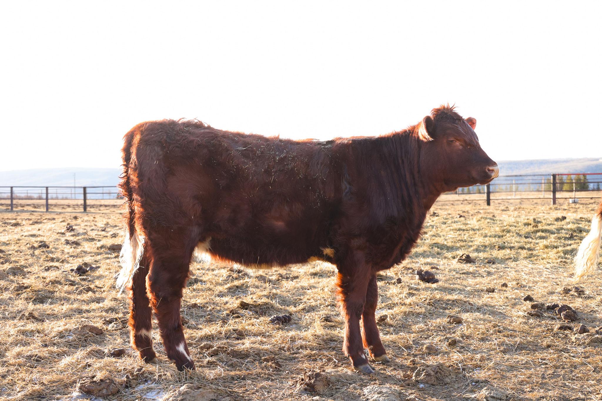 Medicine Lodge Lady May 16L