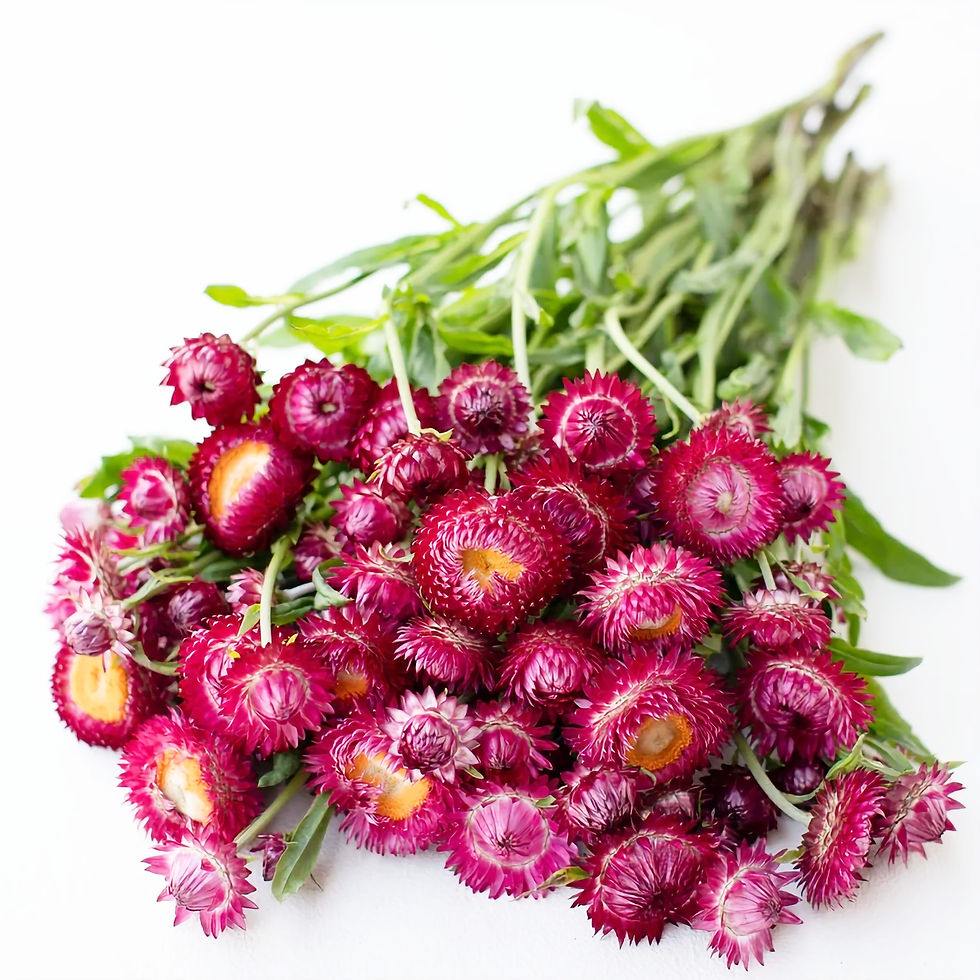 Slaměnka "Bright Rose"