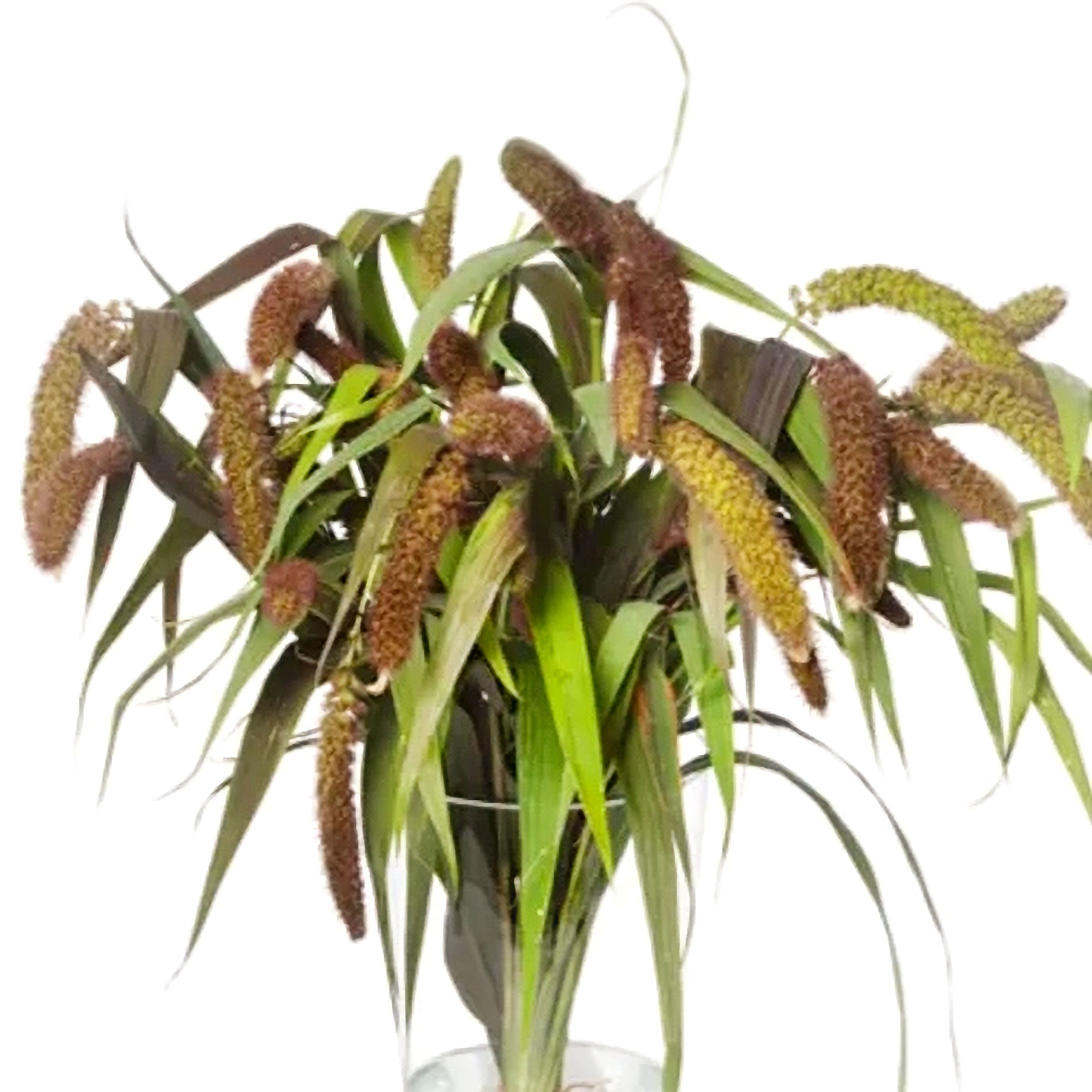 Bér italský "Lowlander"