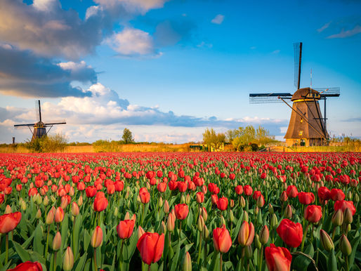 ZEMĚ FAREM A TULIPÁNŮ