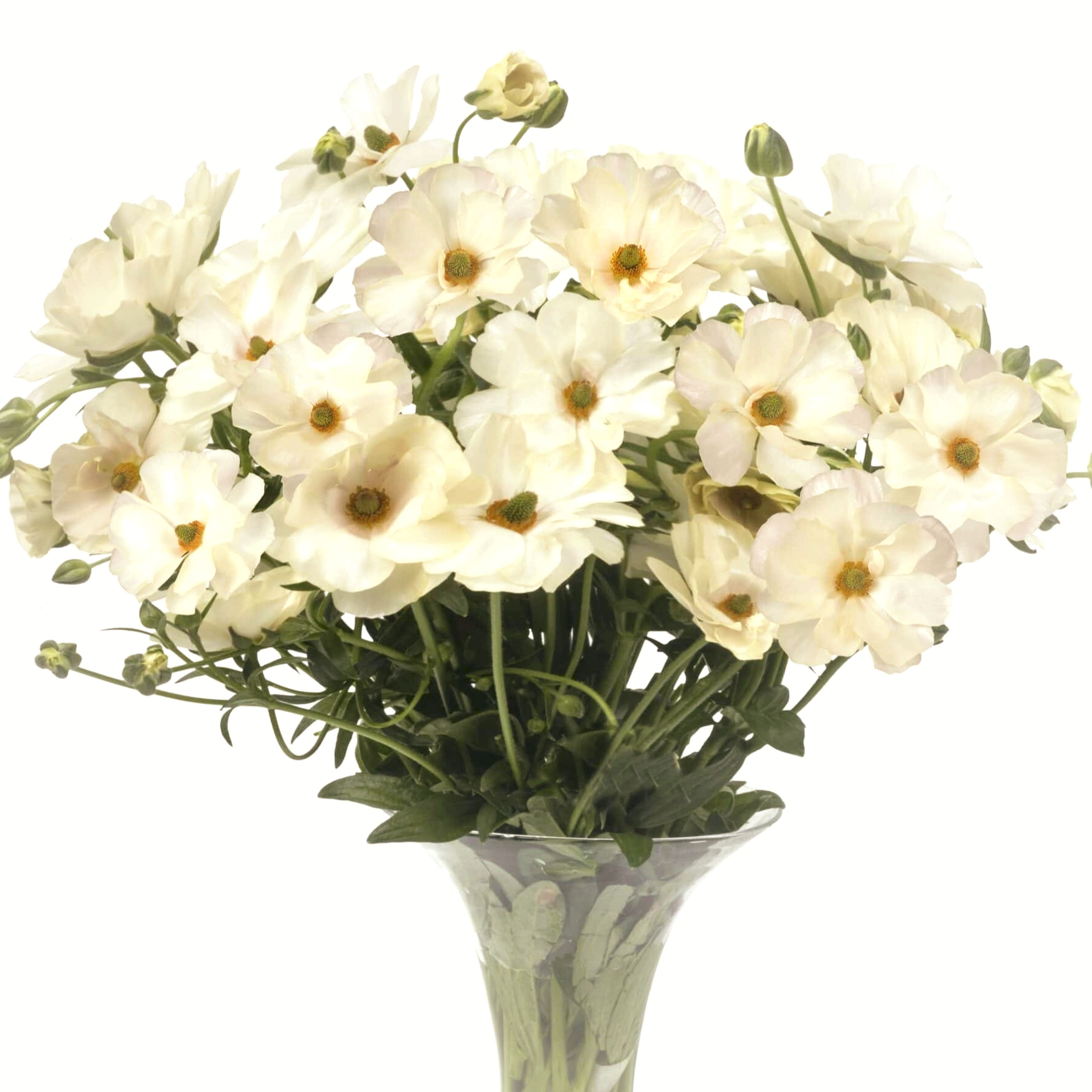 Pryskyřník Butterfly ® "Keramos"