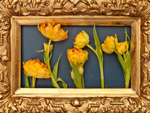 PŘEDSTAVUJEME PRIMA KYTKY - Tulipány I.