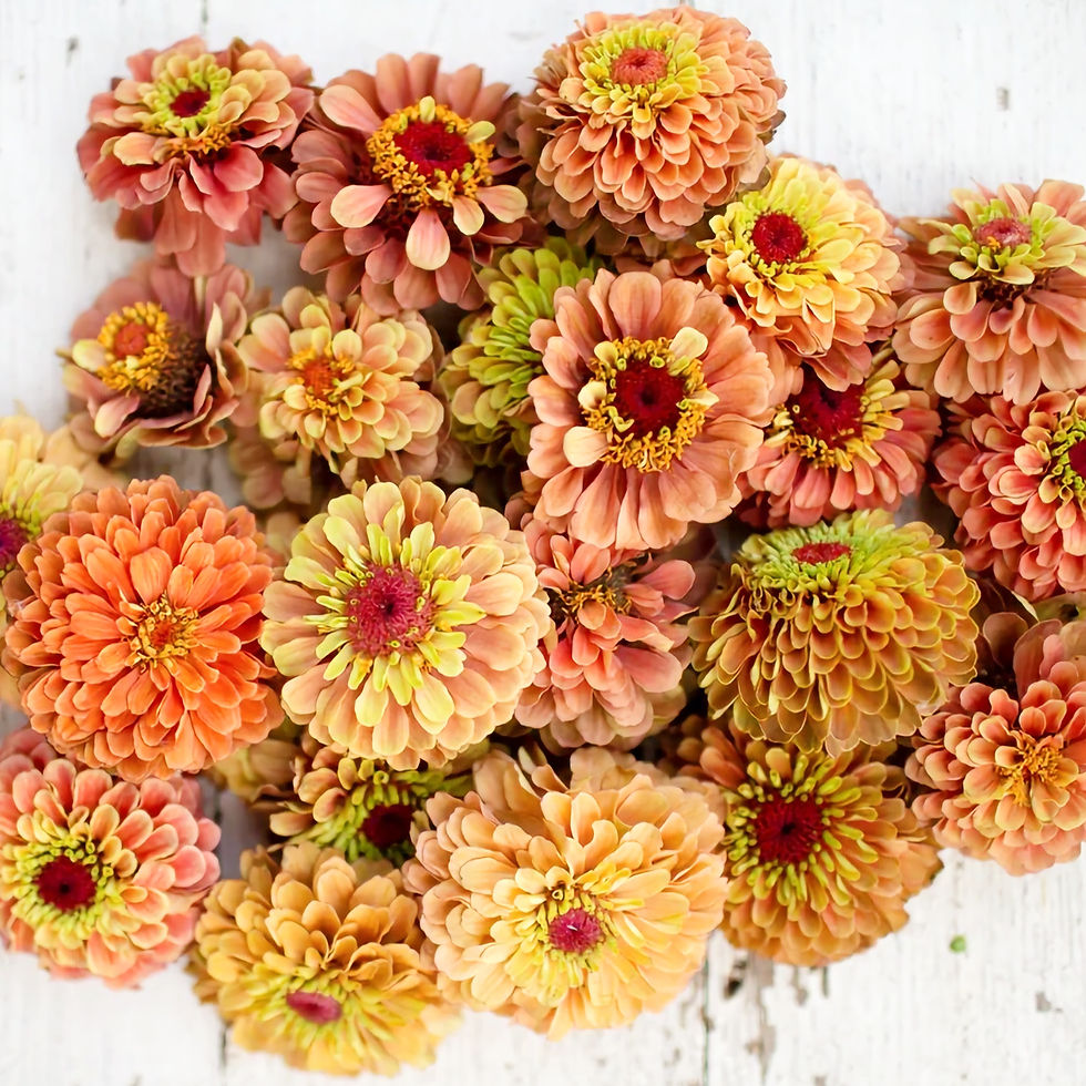 Cínie "Queen Lime Orange"