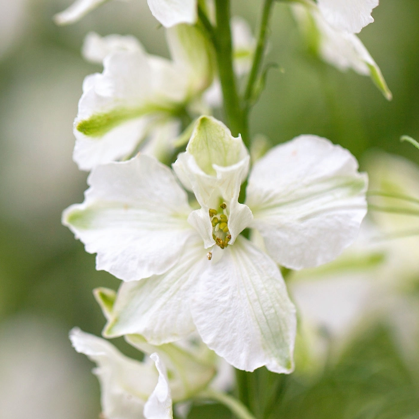 Ostrožka "White King XXL"