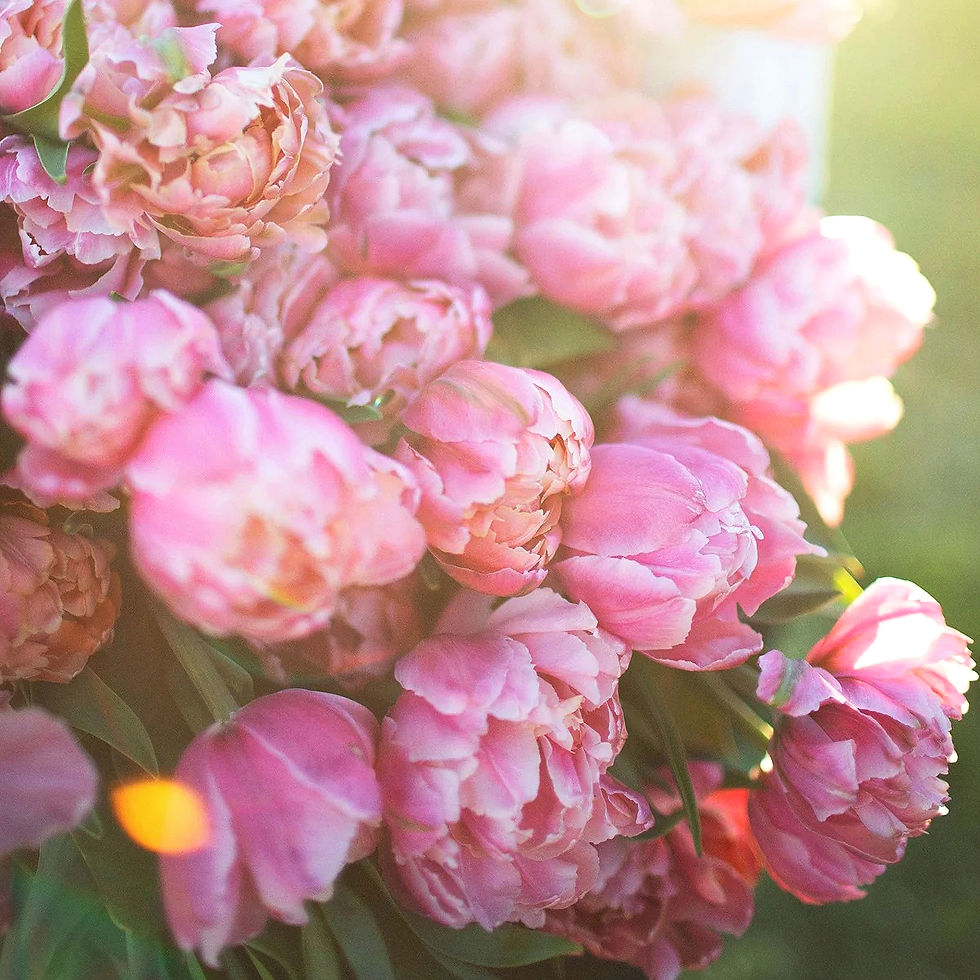 Tulipán "Pink Star"