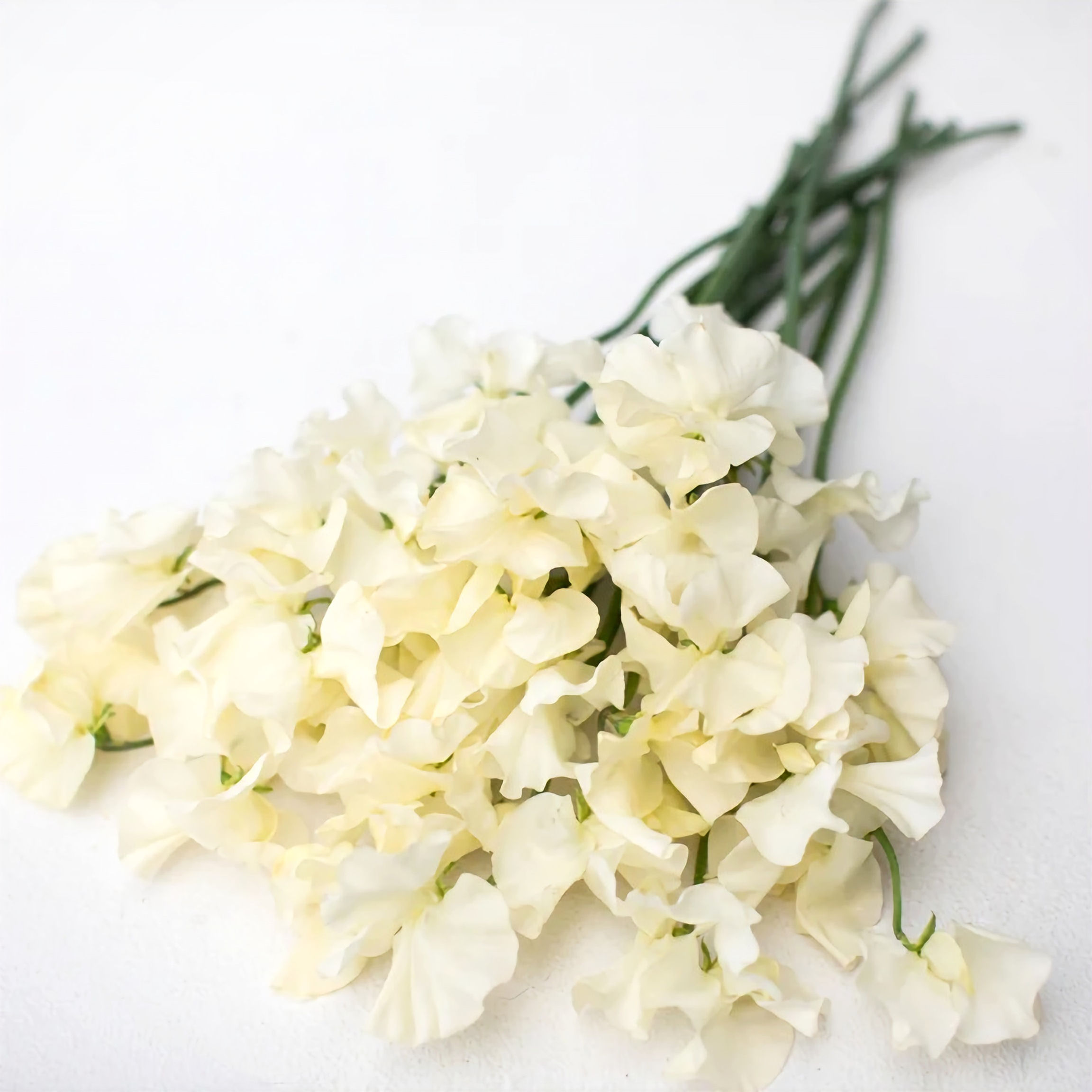 Hrachor vonný "Spring Cream"