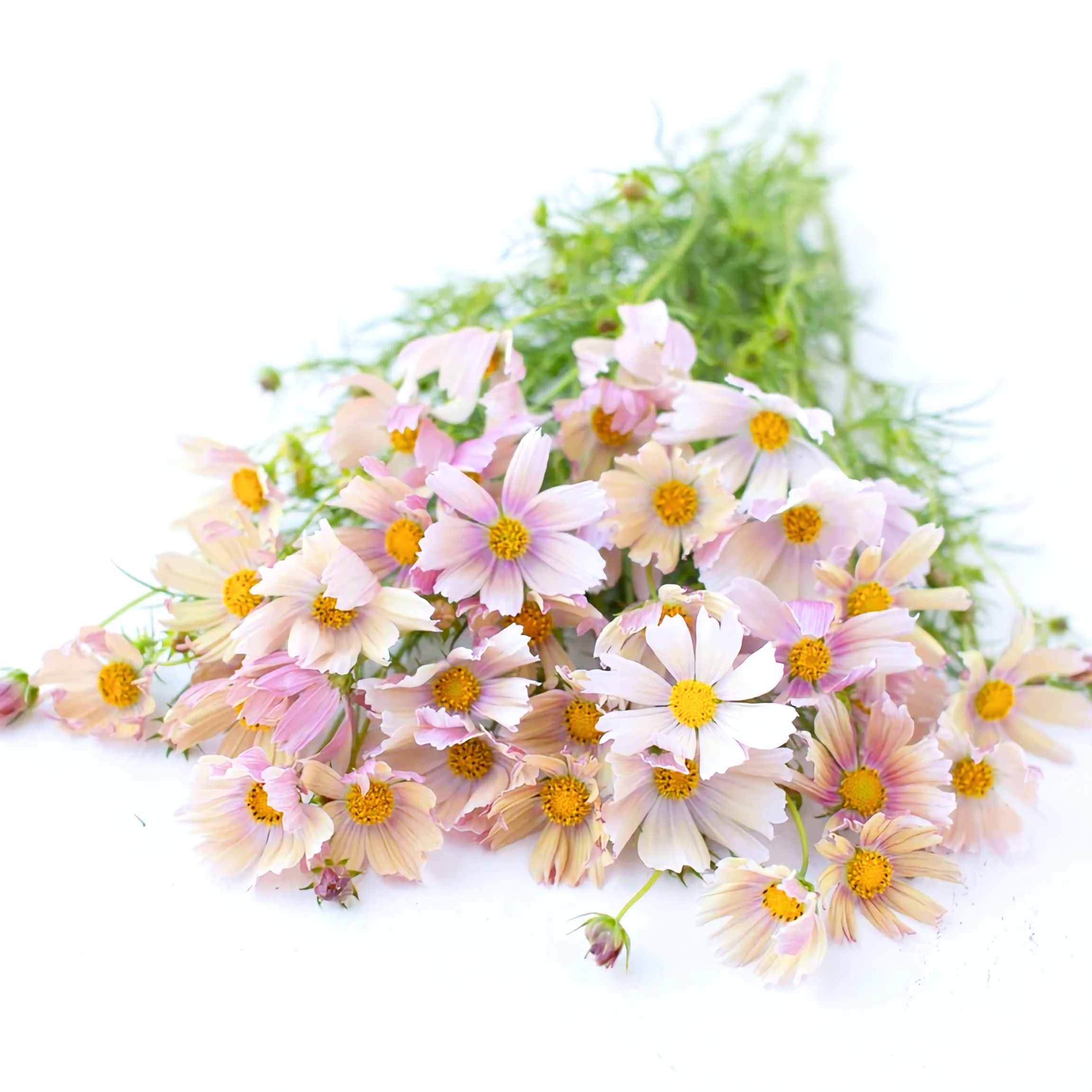 Krásenka zpeřená "Apricot Lemonade"