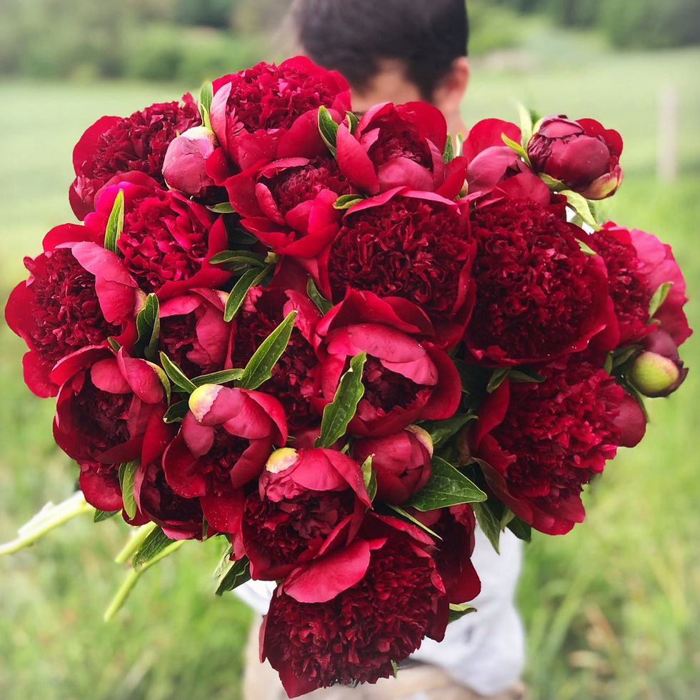 Pivoňka "Red Charm"