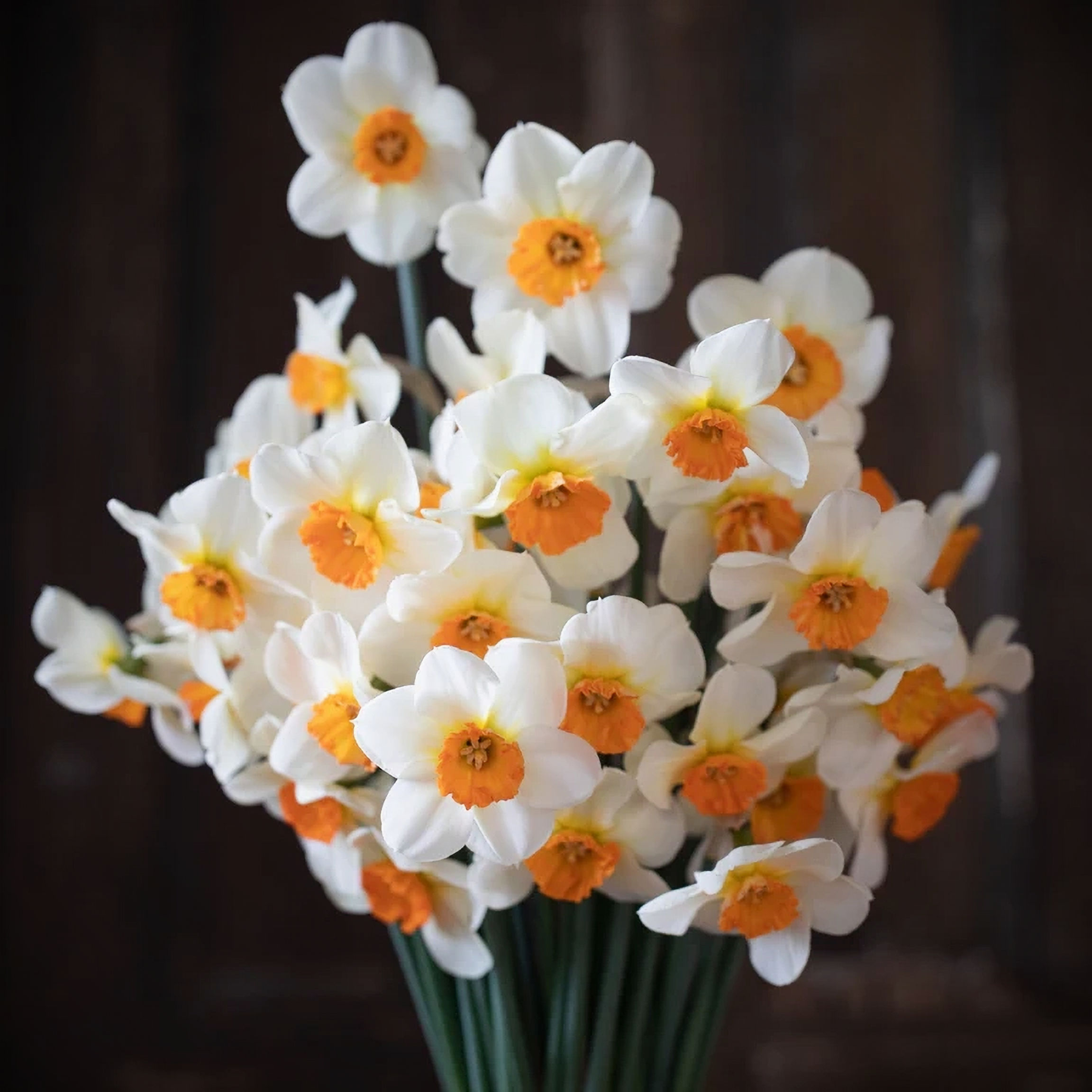 Narcis "Barret Browning"