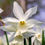Miniatura: Narcis "Thalia"