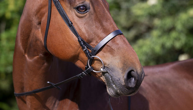 Riding World "MUSEROLLE FRANÇAISE" bridle