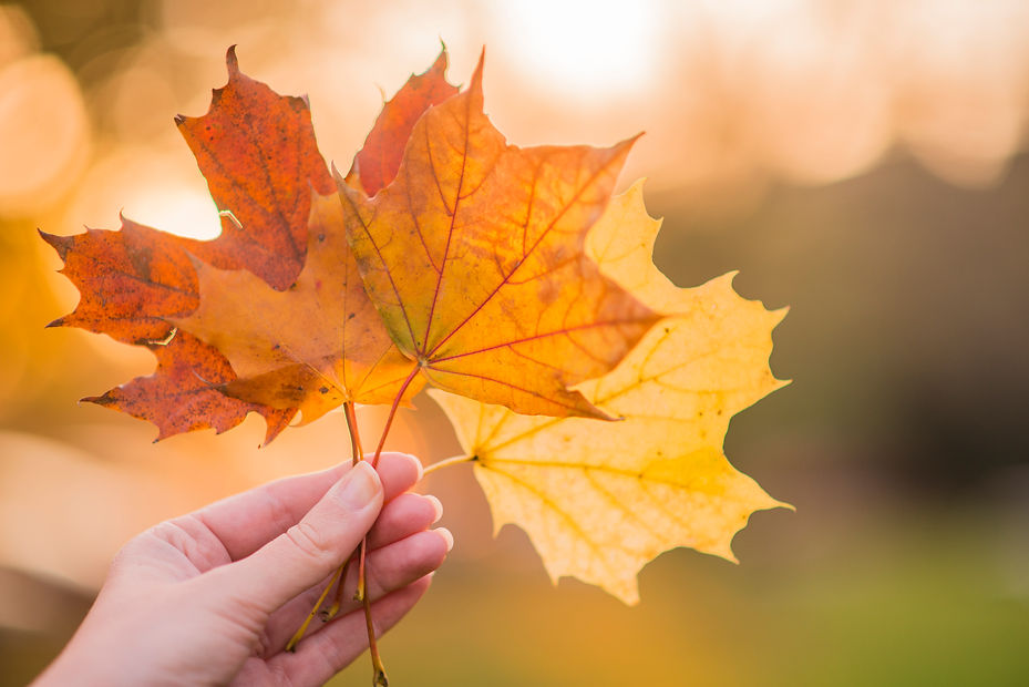hand-holding-yellow-maple-leaves-autumn-sunny-background-hand-holding-yellow-maple-leaf-bl