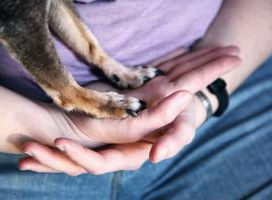 Healing Hands in a Restricted World
