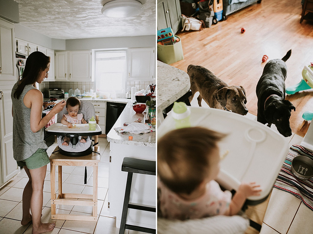 Baby in high chair feeding dogs