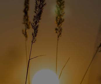 grass-landscape-wonderful-sunset-light_e