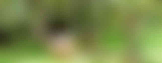 Relajación_Naturaleza_Jardines