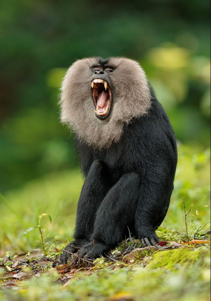 macaque.jpg
