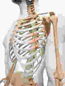 Fractured Ribs caused by an auto accident or slip and fall accident