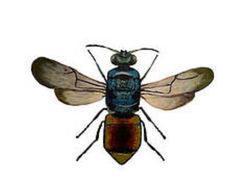 Wasp
