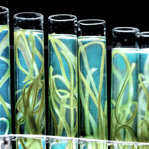 TRANSIÇÃO ENERGÉTICA NO TRANSPORTE RODOVIÁRIOPERSPECTIVA APÓS A COP30