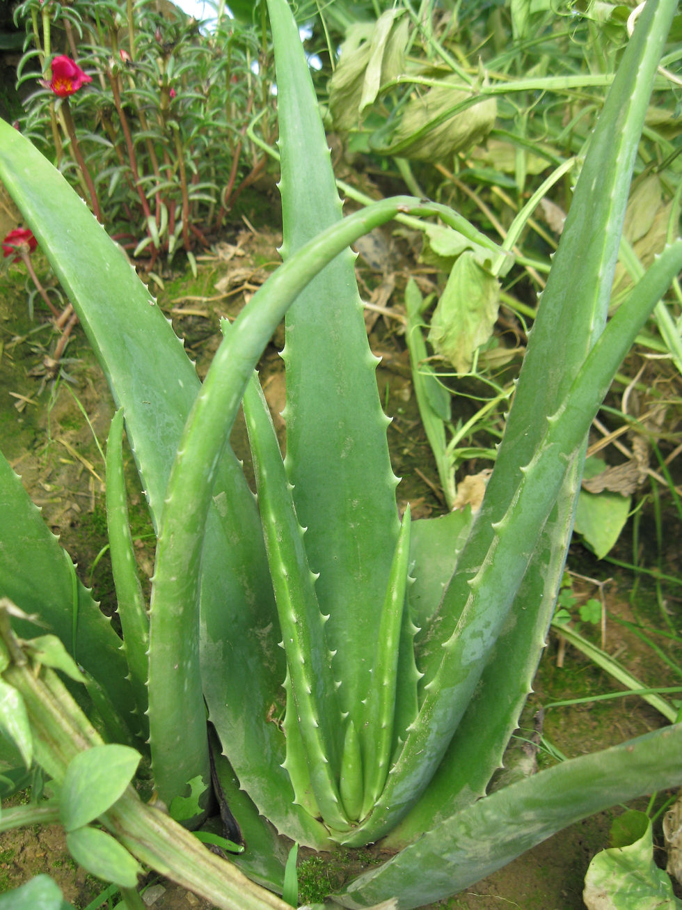 Aloe Vera