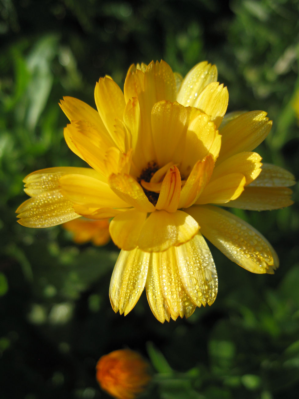Calendula