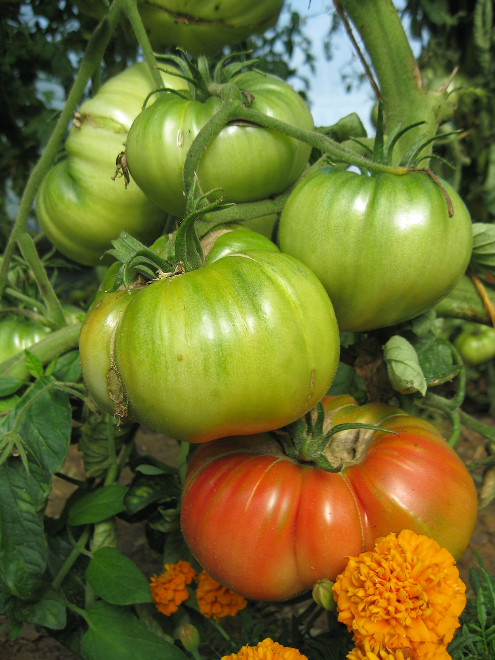 Organic tomatoes