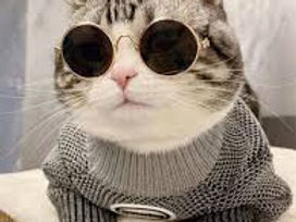 gato4.jpg