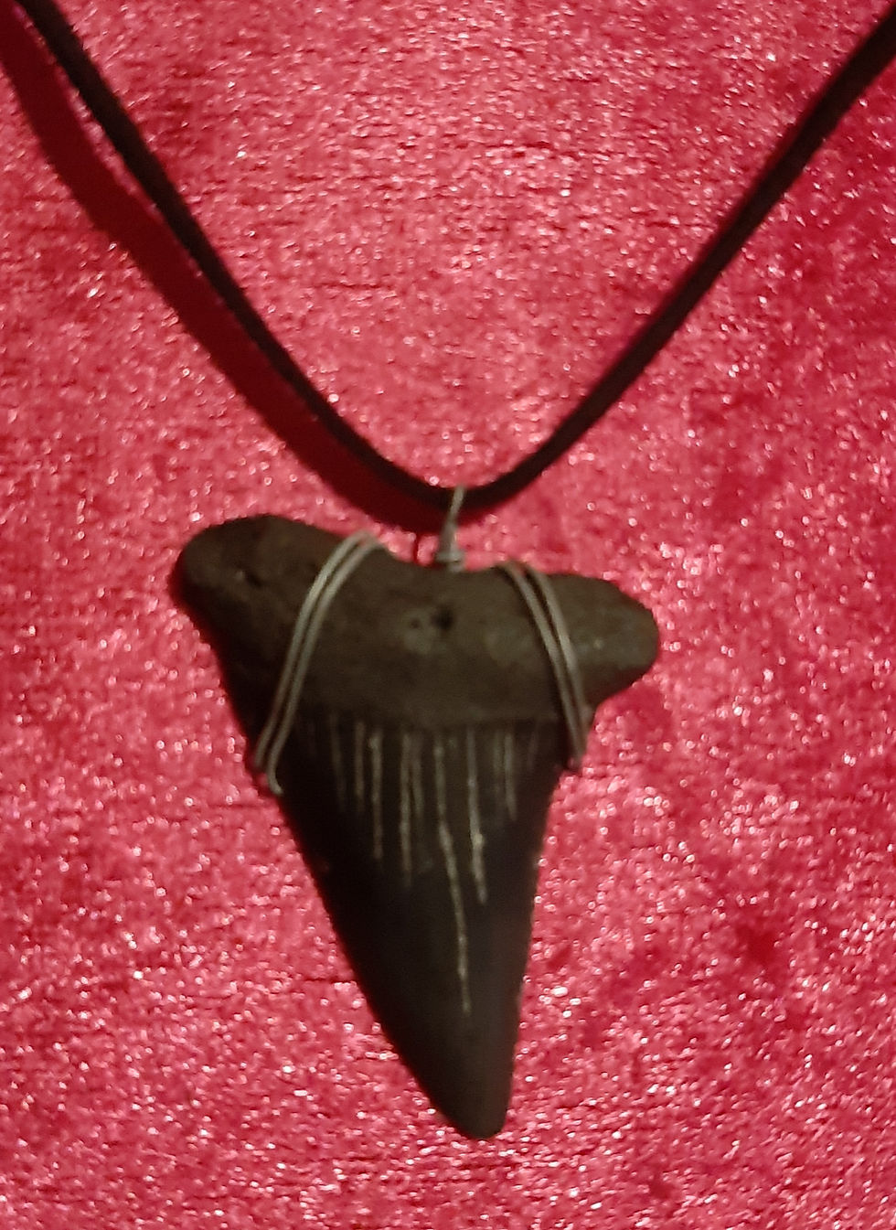 Fossil Shark's Tooth Necklace