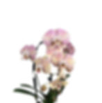 Miniatura: Orchidee