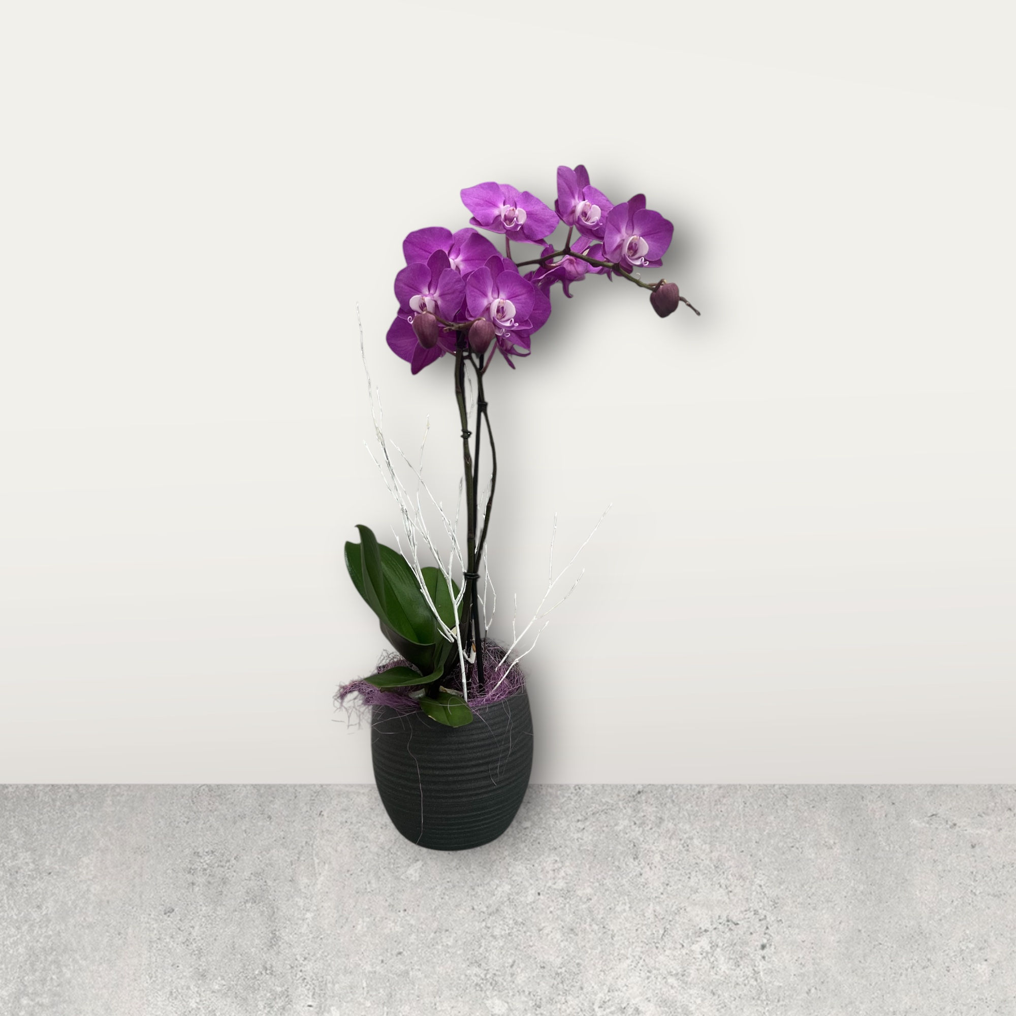 Orchidee