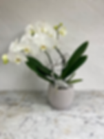 Weisse Orchidee