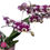 Miniature : Orchidee