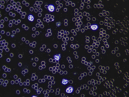 Das Universum in dir — Was Dunkelfeld-Vitalblut Beobachtung sichtbar macht.