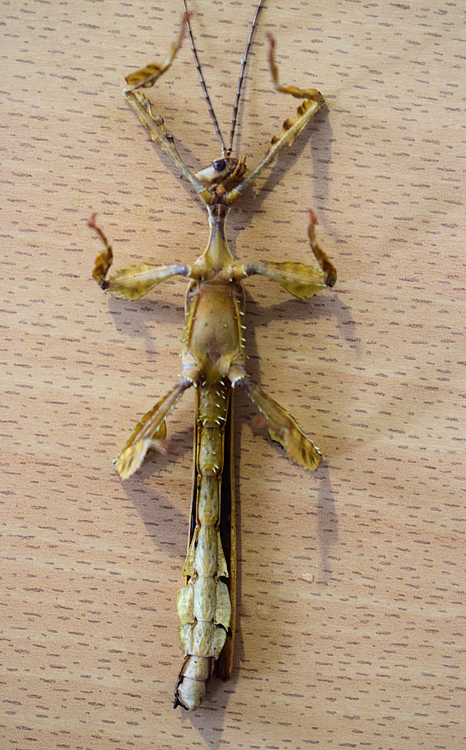 PSG 9 Extatosoma adult Male underside.JPG