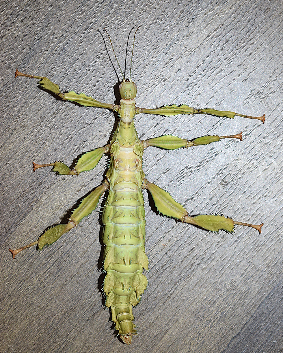 PSG 9 Extatosoma tiaratum adult female-Body.JPG