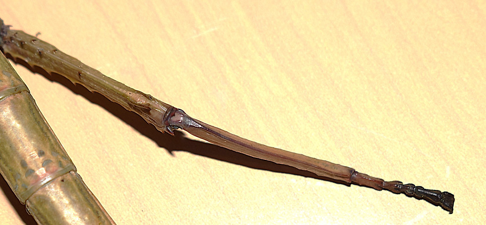 PSG 327 Hind leg.JPG