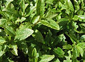 privet(Ligustrum vulgare)No136.jpg