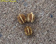 PSG 59 Pulchriphyllium bioculatum eggs-PHANG NGA.jpg