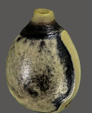 Extatosoma tiaratum egg.jpg