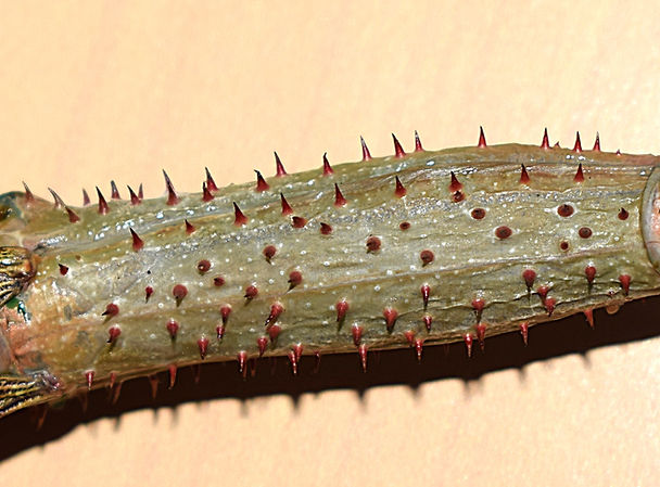 PSG 0 Achrioptera manga female2 Body spines.JPG