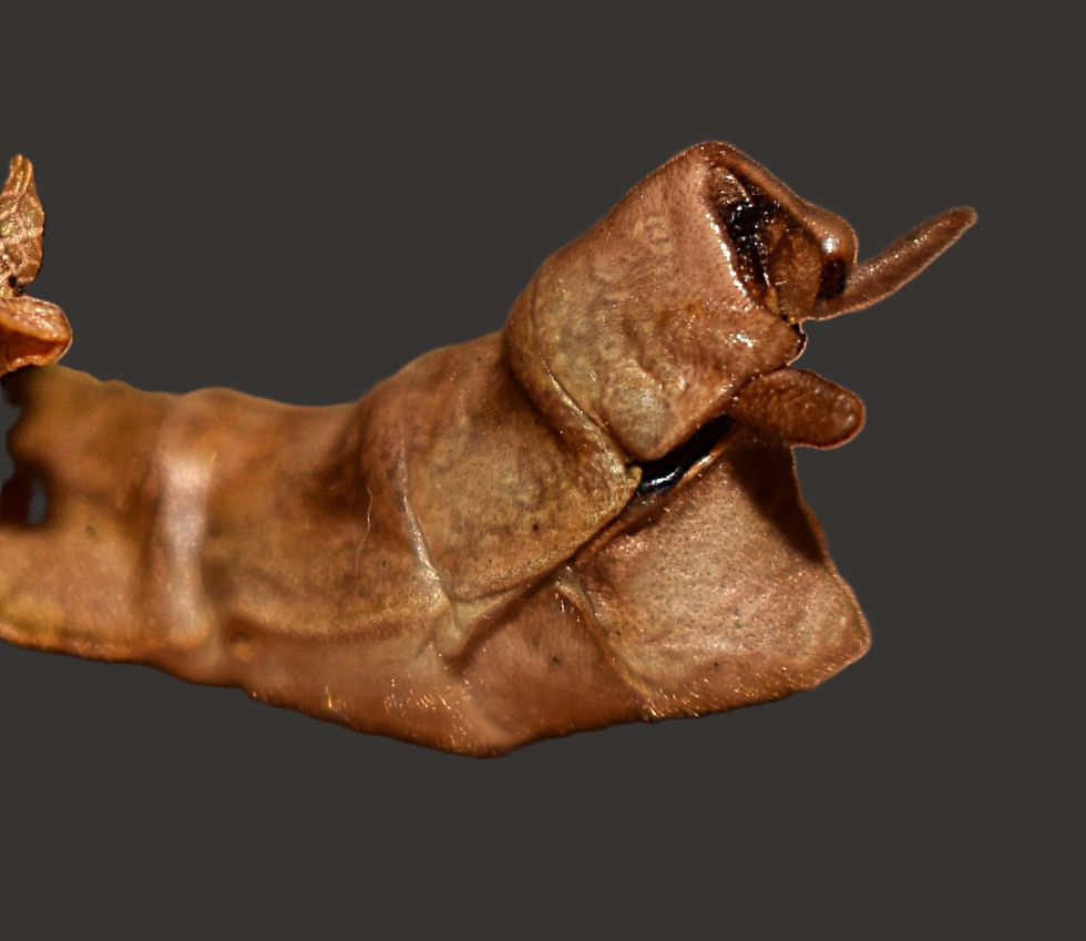 PSG 9 Extatosoma tiaratum adult male-Abdomen.JPG