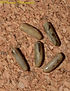 PSG 0 Lamachodes sp-BOKOR HILLS.jpg