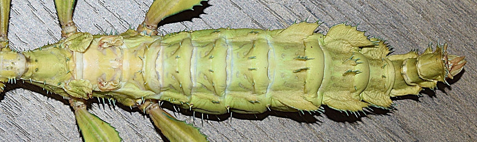 PSG 9 Extatosoma tiaratum adult female-Body1.JPG