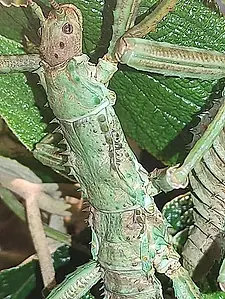 Eurycantha calcarata-Variation 1.webp